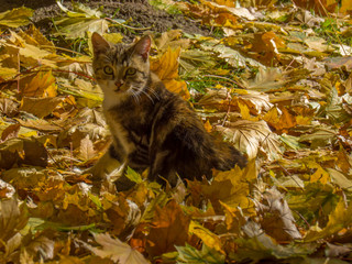 cat in forest