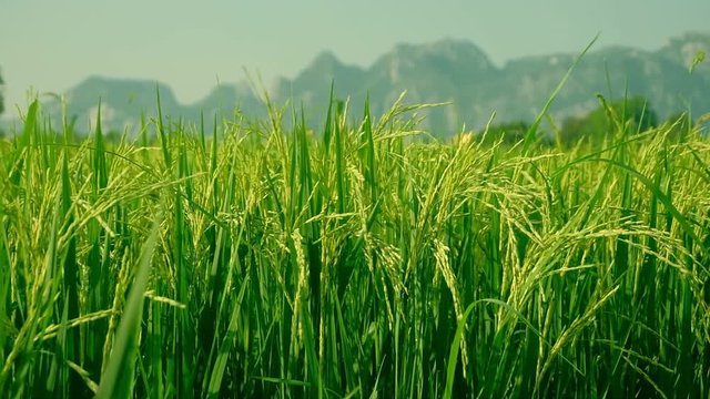 Rice green stalks swaying in the wind mountain background. rice field in thailand. Slow motion