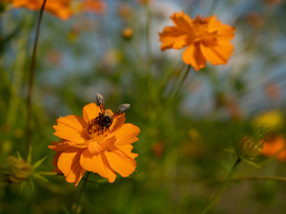 A Honey bee collecting pollen from a flower