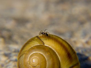 spider on snail
