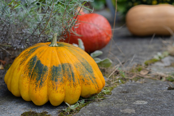 Rustic multicolored pumpkins on stone footpath with yellow flower in background.