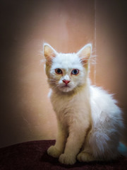 Mischievous kitty