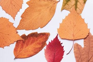 several autumn leaves, red and yellow, on a white background. Flat lay