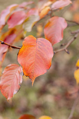red autumn leaf on a branch, with a blurred background