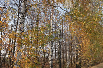 autumn birch leaf in the sun