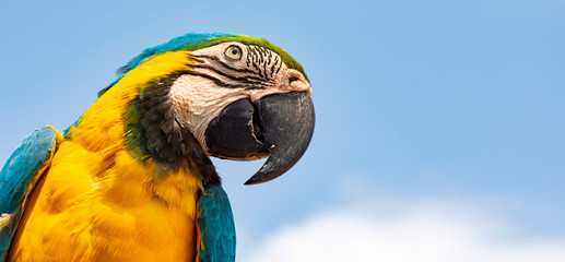 Papagai am California Lighthouse auf Aruba