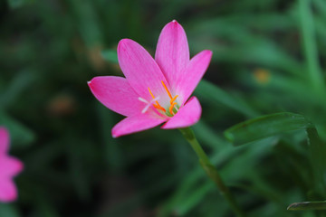 Fototapeta premium A beautiful flower is smiling || close up colorful flower