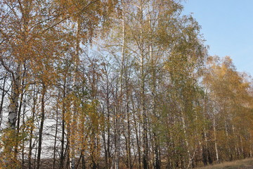 autumn birch leaf in the sun