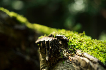 wald close up