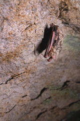 A wild bat hangs in a dream on the ceiling of a stone cave. Little bats in the North Caucasus