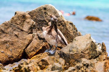 Pelikane an der Küste der karibischen Insel Aruba.