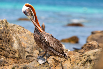 Aruba, Pelikane an der Küste der karibischen Insel.