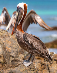 Pelikane auf der Insel Aruba.