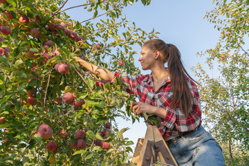 Pretty girl picking fresh apples in a bucket on the stairs in the garden, harvesting