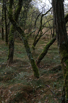 Moss-Covered Tree Trunks in a Dense, Untamed Forest