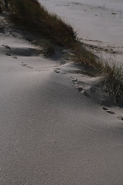 Footprints in Sandy Dune Leading Towards Dry Coastal Grass