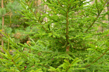 Obraz premium fragment of christmas tree in the forest - lush bright spruce branches