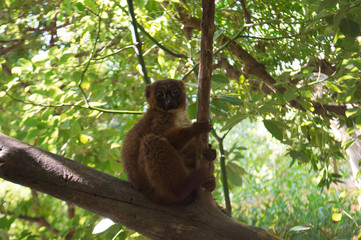 Maki Lemur
