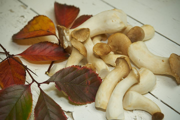 Pilze