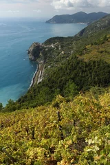 Fotobehang Vineyard cultivation in the Cinque Terre. In the background the village of Corniglia perched on the rock overlooking the sea. © MyVideoimage.com