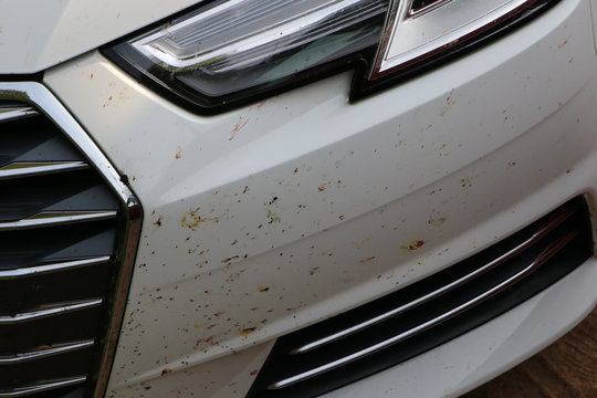 Insects crashed on the front bumper of the car while driving at high speed.