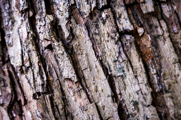 background texture bark of a tree