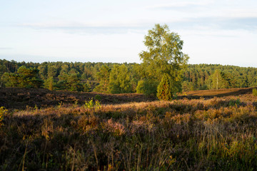 heide Landschaft