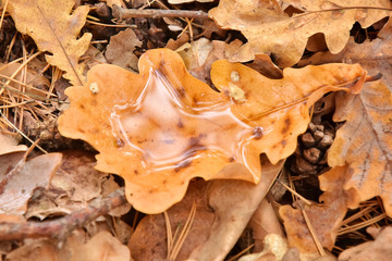 Fallen yellow oak leaf with raindrops. Fallen oak leaves with dew. Autumn oak leaves.water drops on fall oak leaves. Dry Autumn Leaf with Water Drops of Rain on the ground. Autumn leaves