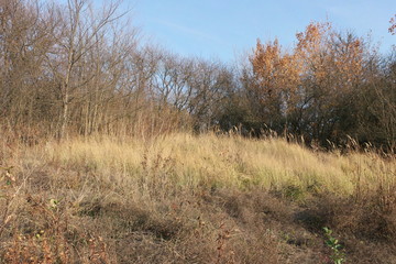 autumn in the forest