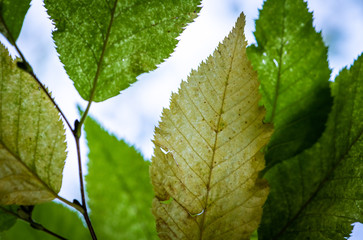 nature during  a stunning autumn where the leafs have beautiful colors, simpy a grorgous indian summer  