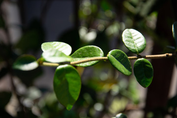 Foglie di gelsomino su sfondo sfocato.