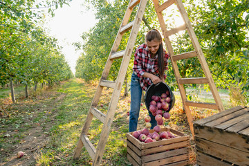 Beautiful woman gently pouring red apples into a wooden crate, autumn harvest