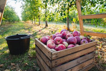 Freshly pickled ripe organic apples in dark wooden crate on green grass, outside in garden, nobody