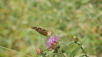 Butterfly Vanessa cardui sits on a meadow flower.
