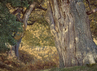 Ancient Oak Trees at autumn,  Parham Park, West Sussex