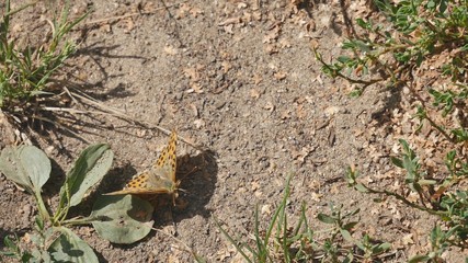  Butterfly wide open mouth sitting on the ground