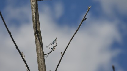 Dragonflies mate against a blue sky sitting on a branch of a dried tree.