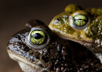 Fototapeta premium two Natterjack toad (Epidalea calamita) in amplexus reproduction.