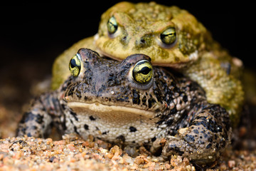 Natterjack toad (Epidalea calamita) in amplexus reproduction.