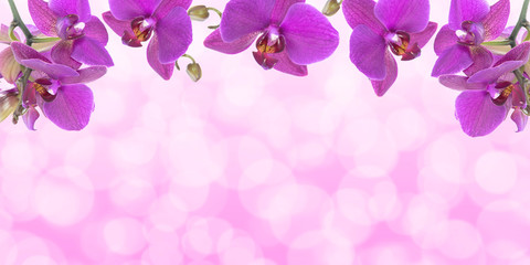 Fototapeta na wymiar Wide advertisement banner template - beautiful pink orchid flowers with bokeh lights ideal for your project (mixed)