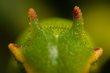 The two-tailed pasha or foxy emperor (Charaxes jasius)