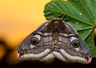 The small emperor moth (Saturnia pavonia)