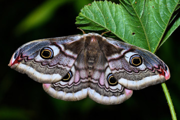 The small emperor moth (Saturnia pavonia)