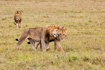 Fototapeta na wymiar Brotherhood - coalition of male lion on the plains of the Masai Mara Game Reserve in Kenya