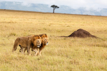 Brotherhood - coalition of male lion on the plains of the Masai Mara Game Reserve in Kenya