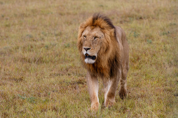 Male lion on the plains of the Masai Mara Game Reserve in Kenya