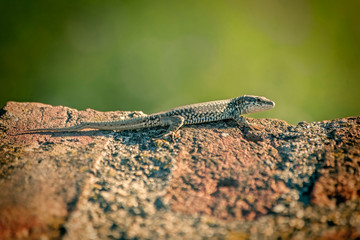 lizard on the rock