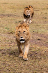 Obraz na płótnie Canvas Brotherhood - coalition of male lion on the plains of the Masai Mara Game Reserve in Kenya