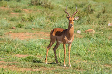 Portrait of an impala (Aepyceros Melampus), Madikwe Game Reserve, South Africa.