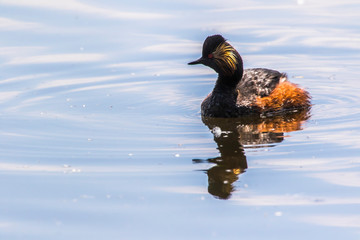 Black-necked grebe (Podiceps nigricollis)